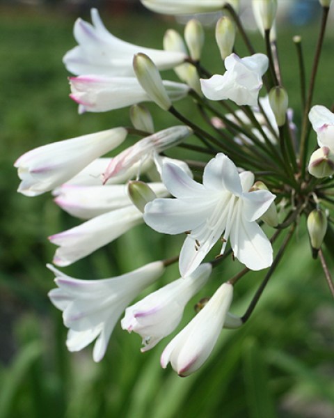 Agapanthus africanus Albus8